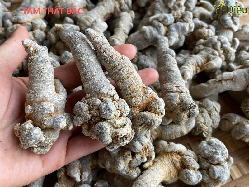 Tác Dụng Của Tam Thất Trong Điều Trị Ung Thư Như Thế Nào